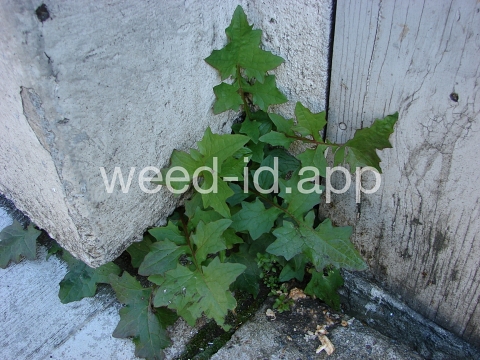 lettuce, wall